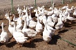 Туапсинский район: село развивается, ЛПХ и КФХ крепнут