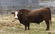 Разъяренный бык-производитель в Оренбуржье пытался помешать судебному приставу арестовать стадо коров за долги перед банком