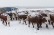 Восточный Казахстан: Коров казахской белоголовой породы успешно разводят по госпрограмме