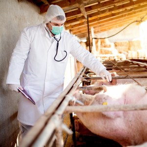 В Британии ввели новые строгие меры контроля для сдерживания чумы свиней