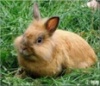 Белгородские власти планируют поддержать кролиководов.