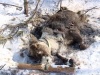 В Амурской области волки уничтожают поголовье оленей