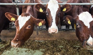 В двух районах Ростовской области у коров обнаружен бруцеллез