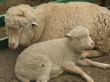 В Крыму возродят овец цигайской породы
