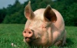 В Подмосковье всех свиней из ЛПХ, расположенных в радиусе 15-20 км от свинокомплексов, забьют до апреля 2014 года