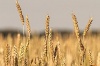 «Мироновский хлебопродукт» купит землю в России