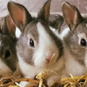 В Смоленской области предприятие «КРОЛЪ и К» произвело за месяц 75 тонн мяса кролика