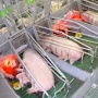 Группа «Черкизово» приступила к строительству новых воронежских свинокомплексов за 2,5 млрд рублей