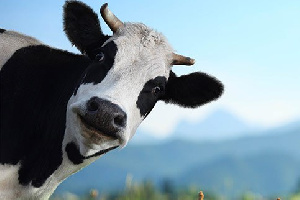 Единую субсидию АПК поровну разделят на компенсирующую и стимулирующую части 