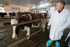 Минсельхоз ожидает роста заболеваемости скота в 2015 году