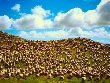 Азиатский регион - единственный в мире, где поголовье овец растет