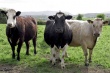 В Кыргызстане наблюдается увеличение поголовья крупного рогатого скота
