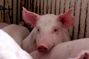 Деятельность одного из калининградских свинокомплексов признали незаконной