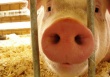 Иностранные инвесторы меняют планы по развитию свиноводства на Украине
