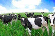 Сельхозпредприятия и фермеры Рязанской области закупают племенной молодняк крупного рогатого скота