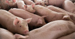 USDA: 2021-й год будет продуктивным для мексиканского свиноводства