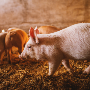 В Латвии закрываются крупные свиноводческие комплексы