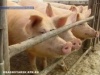 Красноярскому региону угрожает эпидемия свиной чумы