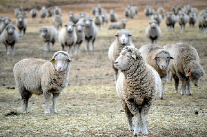 Почему Казахстан не может обогнать Турцию и Монголию и стать лидером в производстве баранины