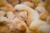Томская птицефабрика будет производить на 30-40% больше мяса курицы в год