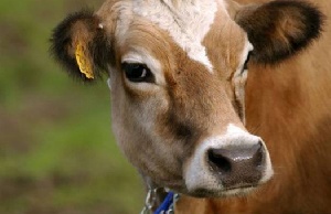 В двух населенных пунктах Ростовской области снят карантин по бруцеллезу