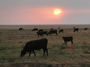Засуха в Австралии привела к увеличению убоя скота