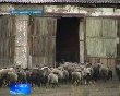 Баранина станет дешевле