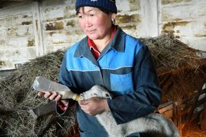 Овцеводы Забайкалья вынуждены кормить ягнят искусственным молоком Овцеводы Забайкалья вынуждены кормить ягнят искусственным молоком