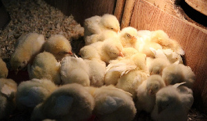 «Островная» птицефабрика построила два птичника и ждет прибытия 140 тысяч цыплят