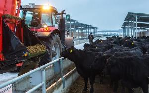 Поголовье мясного скота в Калужской области приближается к 60 тысячам голов