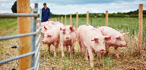 Костромское «Шувалово» к 2021г планирует завершить модернизацию двух площадок свинокомплекса за 48 млн руб