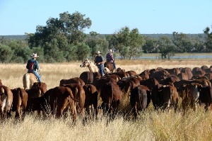 Миллиардные поставки скота из Австралии в Китай под угрозой из-за мушки