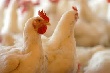 В Беларуси выпуск мяса птицы в сентябре увеличился до 20,6 тыс. тонн
