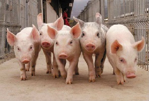 Создание вакцины против африканской чумы свиней планируется завершить к 2016 году