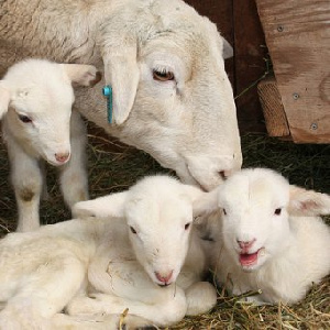 Выведен новый тип овец, мясо которых содержит больше белка