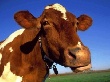 Натуральных быков в Приамурье меняют на «пробирки» 