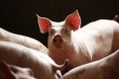 Свиной ферме, на которой обнаружен очаг африканской чумы, выплатят миллионную страховку (Литва)