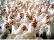 В Россию ограничен ввоз немецкой птицы из-за вспышки «птичьего гриппа»