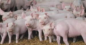 За девять месяцев в России на 4,7% выросло производство свиней 