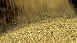 РЖД отменили ограничение на погрузку зерна на экспорт