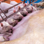 KSG Agro ввел в эксплуатацию откормочный цех на 2,4 тыс голов на свинокомплексе