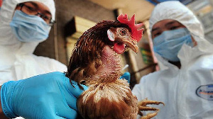 Россельхознадзор ограничил ввоз птицы с некоторых территорий Германии и Чехии