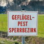 Германия сообщает о вспышке птичьего гриппа
