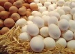 В 2015 году производство яйца в России может достигнуть 41,6 млрд штук