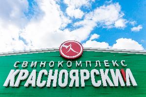 Свинокомплекс «Красноярский» обеспечил опережающий рост производства свинины в Красноярском крае
