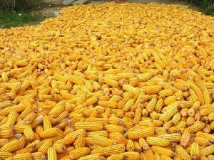 Томская область в 2015 г на 25% увеличит посевы кукурузы для производства кормов