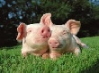 Россия: темпы развития свиноводства замедляются
