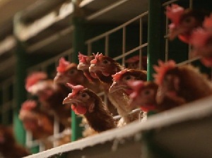 Суд продлил на 6 месяцев конкурсное производство на Витязевской птицефабрике в Краснодарском крае Суд продлил на 6 месяцев конкурсное производство на Витязевской птицефабрике в Краснодарском крае