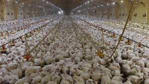 Самая крупная птицефабрика Подмосковья отмечает 140-летие