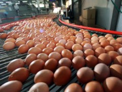 На Якутской птицефабрике заработал новый цех сортировки яиц На Якутской птицефабрике заработал новый цех сортировки яиц